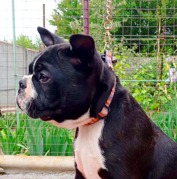 Zander Boston Terrier Zander Boston Terrier