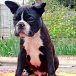 Black Boston Terrier