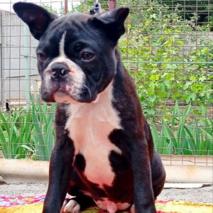 Zander Boston Terrier