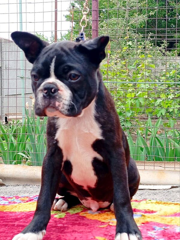 Zander Boston Terrier Zander Boston Terrier