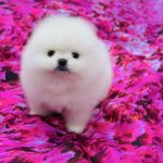 Zango-male-Pomeranian-puppy-for-sale-1