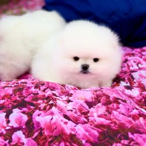 Zango Pomeranian Zango Pomeranian
