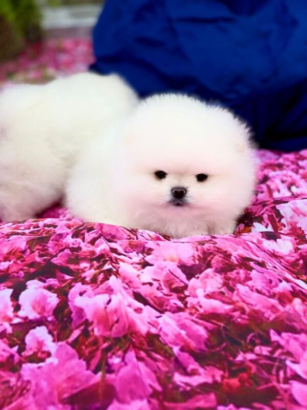 Zango Pomeranian