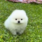 Zango-male-Pomeranian-puppy-for-sale-3