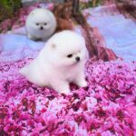 Zango-male-Pomeranian-puppy-for-sale-4