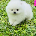 Zoiss-male-Pomeranian-puppy-for-sale-1