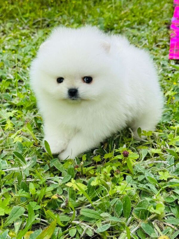 Zoiss Pomeranian Zoiss Pomeranian