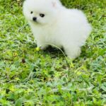 Zoiss-male-Pomeranian-puppy-for-sale-2