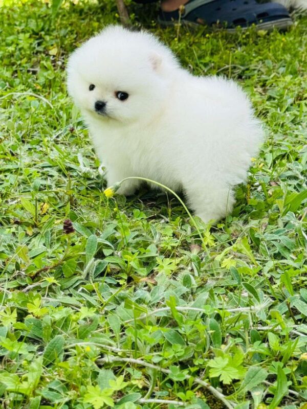 Zoiss Pomeranian Zoiss Pomeranian