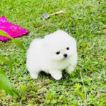 Zoiss-male-Pomeranian-puppy-for-sale-3