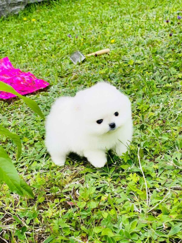 Zoiss Pomeranian Zoiss Pomeranian