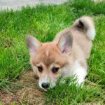 Arix Welsh Corgi
