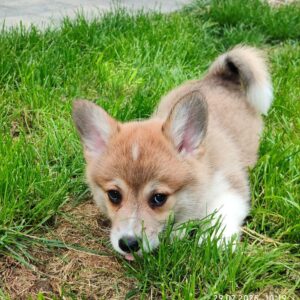Abeles Welsh Corgi Abeles Welsh Corgi