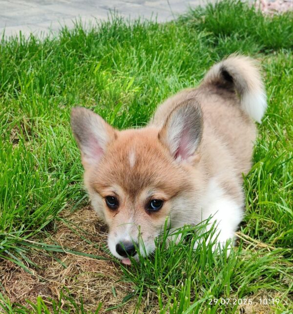 Abeles Welsh Corgi Abeles Welsh Corgi