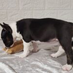 Abigail-female-Miniature-Bull-Terrier-puppy-for-sale-1 (1)