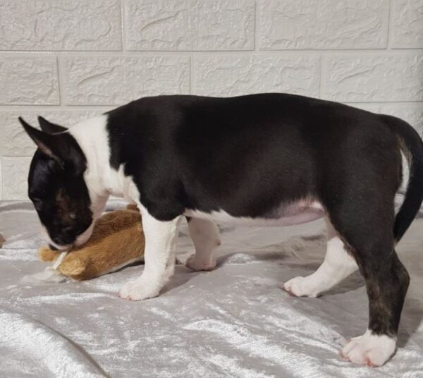 Abigail Miniature Bull Terrier Abigail Miniature Bull Terrier