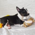Abigail-female-Miniature-Bull-Terrier-puppy-for-sale-1 (2)