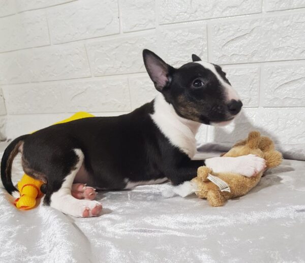 Abigail Miniature Bull Terrier Abigail Miniature Bull Terrier