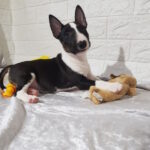 Abigail-female-Miniature-Bull-Terrier-puppy-for-sale-1 (3)