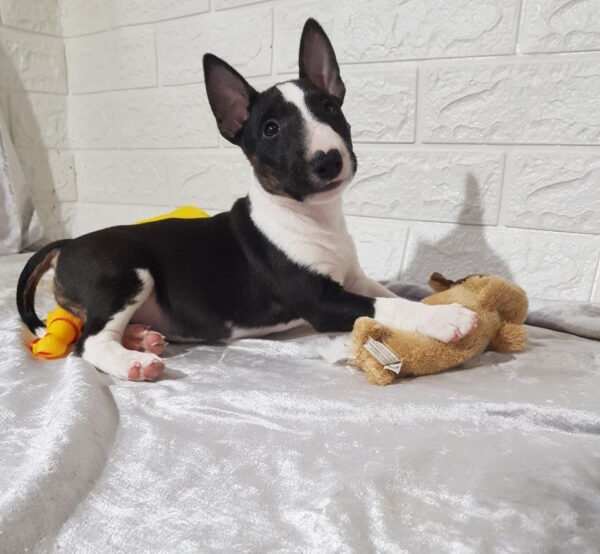 Abigail Miniature Bull Terrier Abigail Miniature Bull Terrier