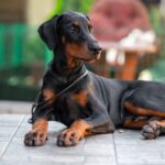 Lawrence Dobermann