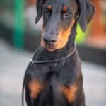 Abram-male-dobermann-puppy-for-sale-2