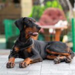 Abram-male-dobermann-puppy-for-sale-3