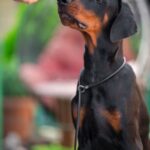 Abram-male-dobermann-puppy-for-sale-4