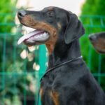Abram-male-dobermann-puppy-for-sale-5