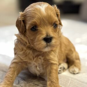 Addis Maltipoo Addis Maltipoo