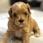 Addis-male-Maltipoo-puppy-for-sale-2