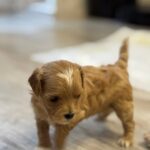 Addis-male-Maltipoo-puppy-for-sale-3