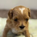 Addis-male-Maltipoo-puppy-for-sale-4