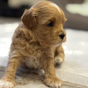 Addis Maltipoo Addis Maltipoo