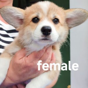 Adell Welsh Corgi