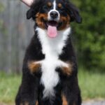 Alika-female-Bernese-Mountain-puppy-for-sale-2