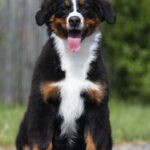 Alika-female-Bernese-Mountain-puppy-for-sale-3