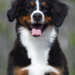 Alika-female-Bernese-Mountain-puppy-for-sale-4