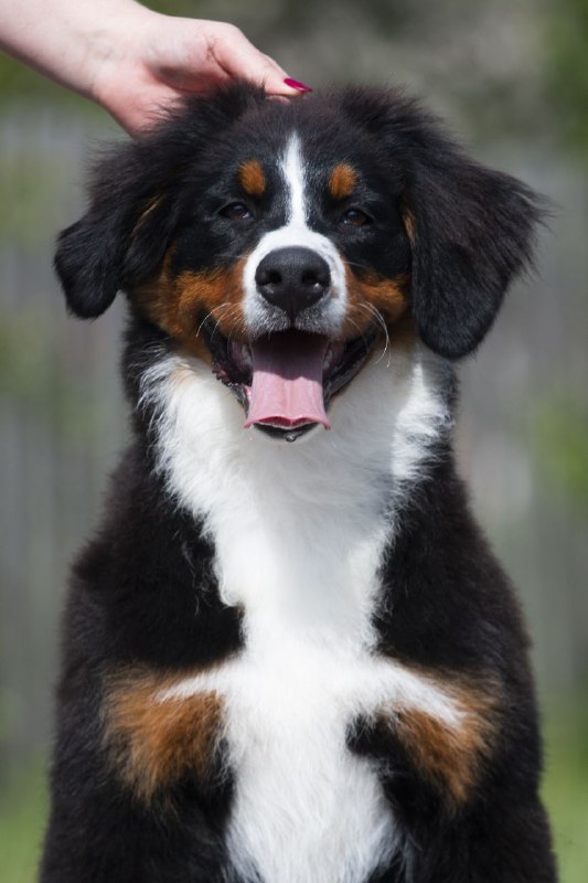 Alika Bernese Mountain Dog Alika Bernese Mountain Dog
