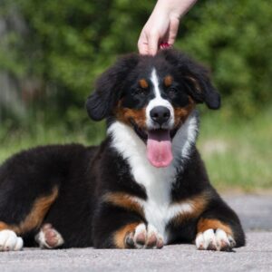 Alika Bernese Mountain Dog