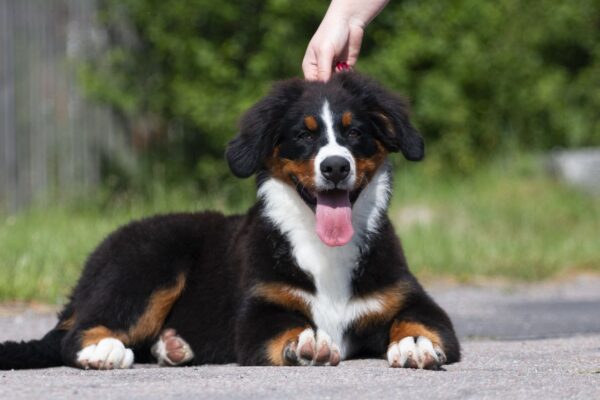 Alika Bernese Mountain Dog Alika Bernese Mountain Dog