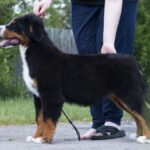 Alika-female-Bernese-Mountain-puppy-for-sale-6
