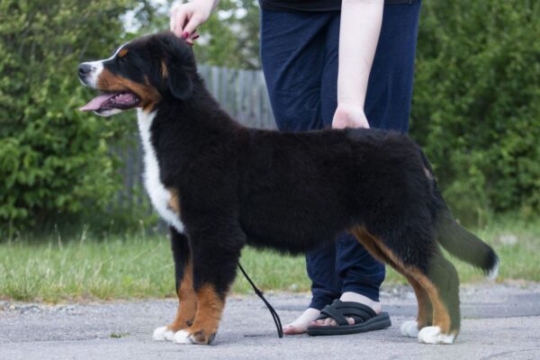 Alika Bernese Mountain Dog Alika Bernese Mountain Dog