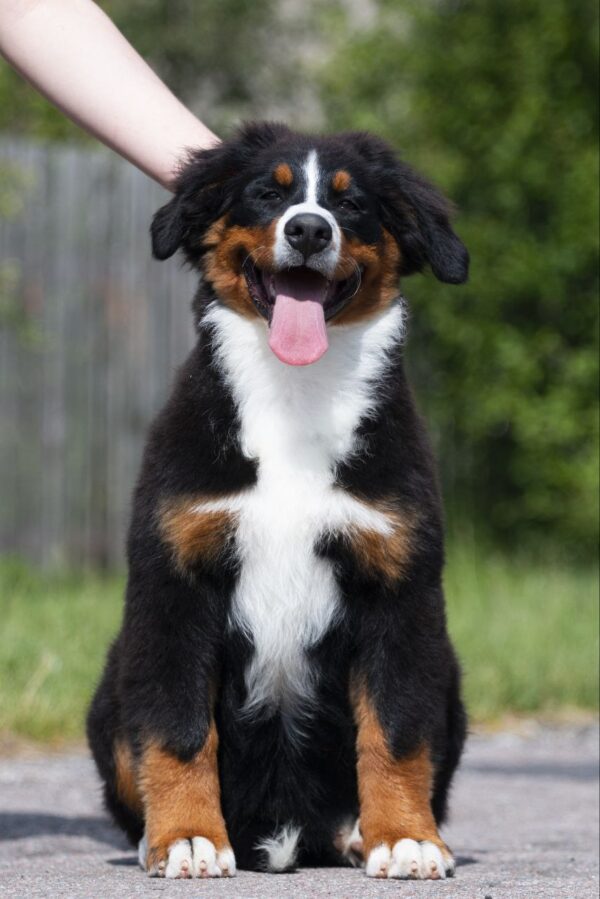 Alika Bernese Mountain Dog Alika Bernese Mountain Dog