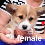 Adell Welsh Corgi