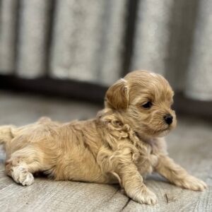 Alisha Maltipoo Alisha Maltipoo