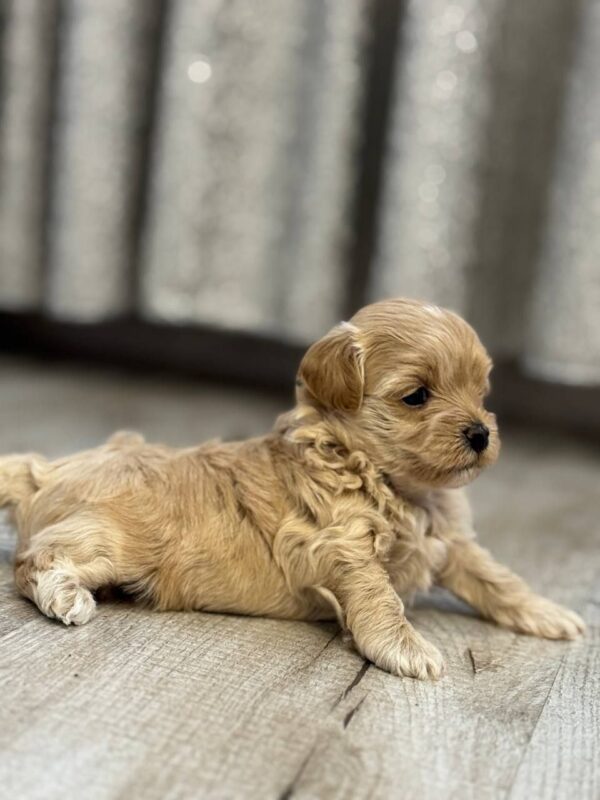 Alisha Maltipoo Alisha Maltipoo