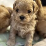 Alisha-female-Maltipoo-puppy-for-sale-2