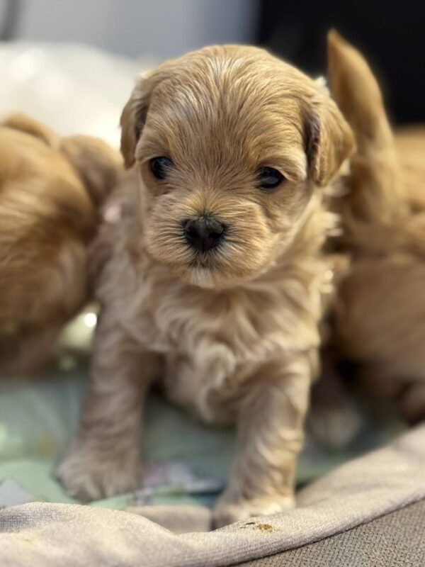 Alisha Maltipoo Alisha Maltipoo