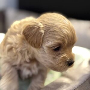 Alisha Maltipoo Alisha Maltipoo